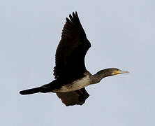 Great Cormorant