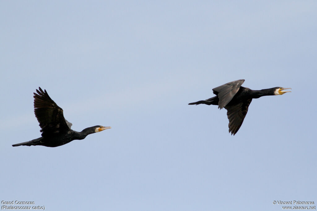 Great Cormorant