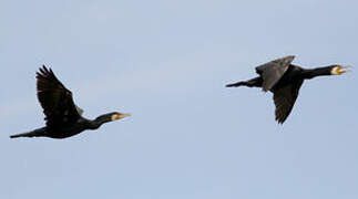 Great Cormorant