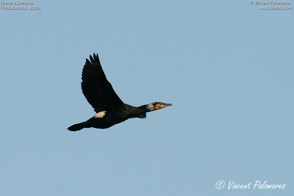 Great Cormorant