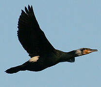 Great Cormorant