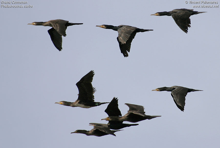 Great Cormorant