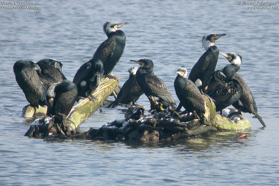 Great Cormorant