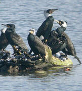 Great Cormorant