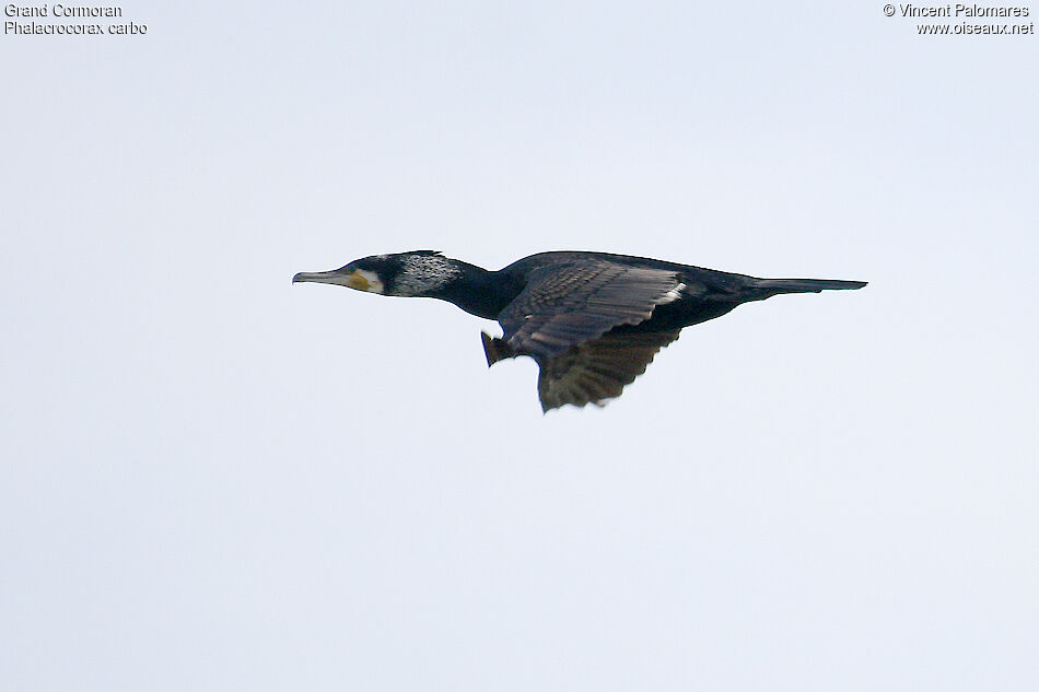 Great Cormorant