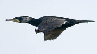 Great Cormorant