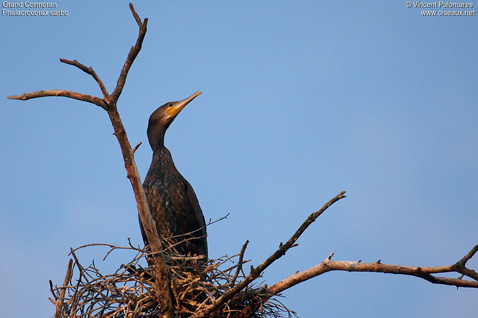 Great Cormorant