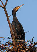 Great Cormorant