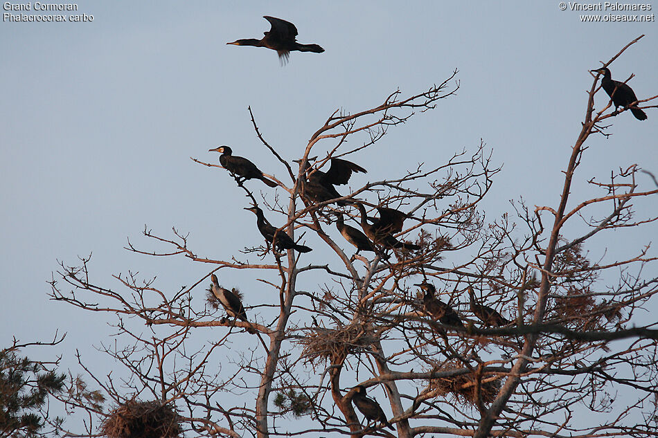 Great Cormorant