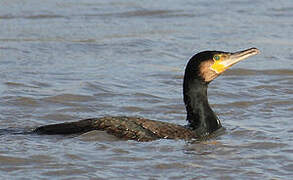 Great Cormorant