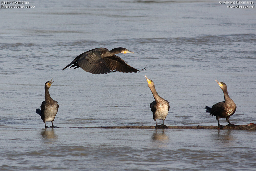 Grand Cormoran