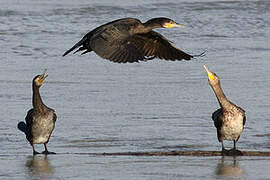 Great Cormorant