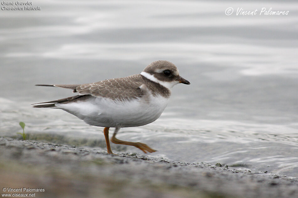 Common Ringed PloverFirst year