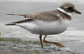 Common Ringed Plover