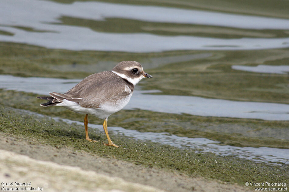 Common Ringed PloverFirst year