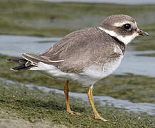 Common Ringed Plover