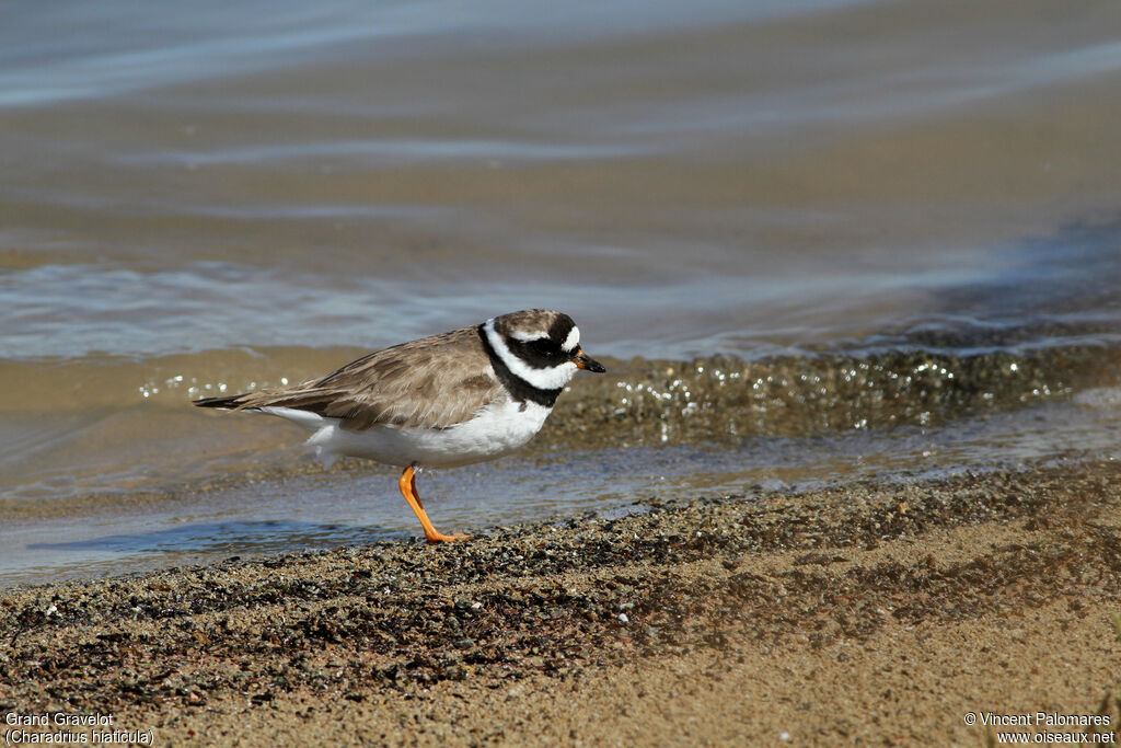 Common Ringed Ploveradult