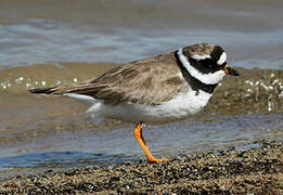 Common Ringed Plover