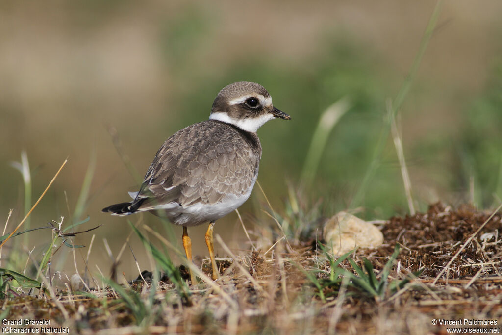 Common Ringed PloverFirst year