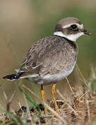 Common Ringed Plover