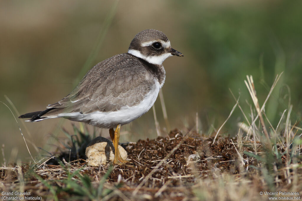 Common Ringed PloverFirst year