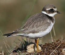 Common Ringed Plover