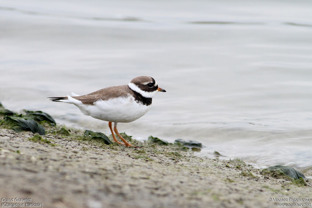 Common Ringed Ploveradult