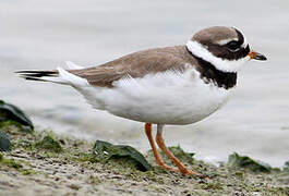 Common Ringed Plover