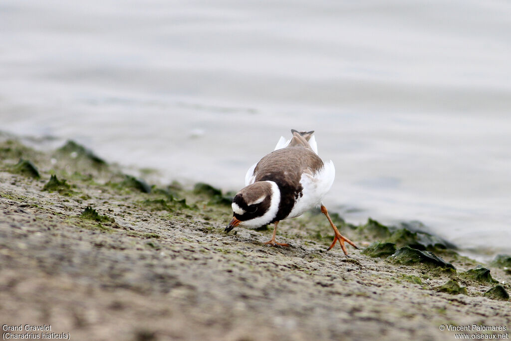 Common Ringed Ploveradult