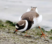 Common Ringed Plover