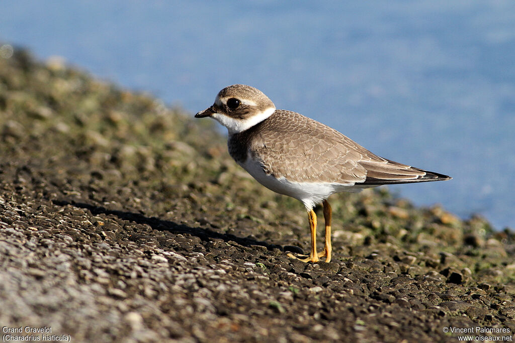 Common Ringed Ploverjuvenile