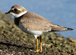 Common Ringed Plover