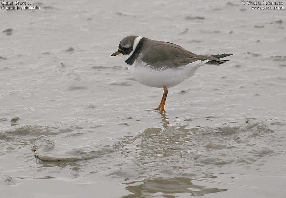 Common Ringed Plover