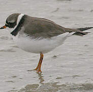 Common Ringed Plover