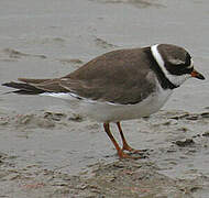 Common Ringed Plover