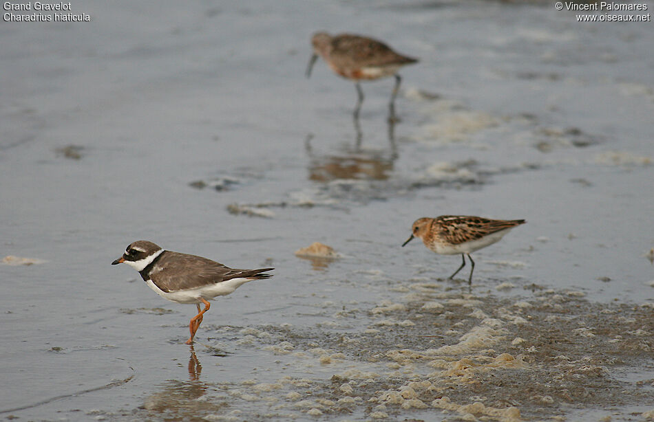 Common Ringed Ploveradult