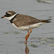 Common Ringed Plover