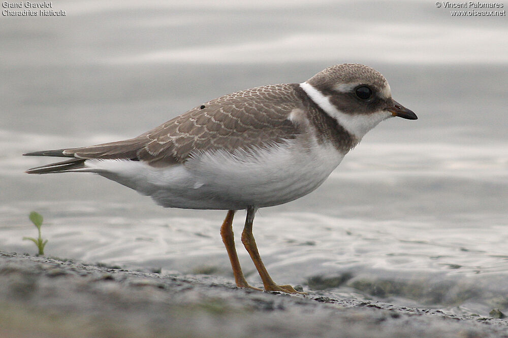 Common Ringed Plover