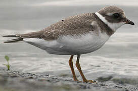 Common Ringed Plover