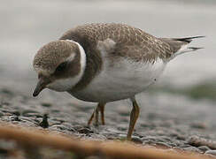 Common Ringed Plover