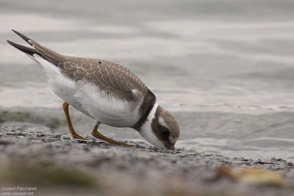 Common Ringed Ploverjuvenile, fishing/hunting