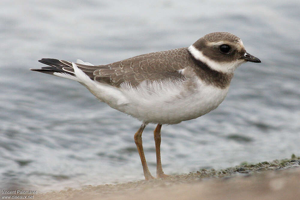 Grand Gravelotjuvénile, identification