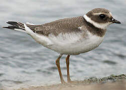 Common Ringed Plover