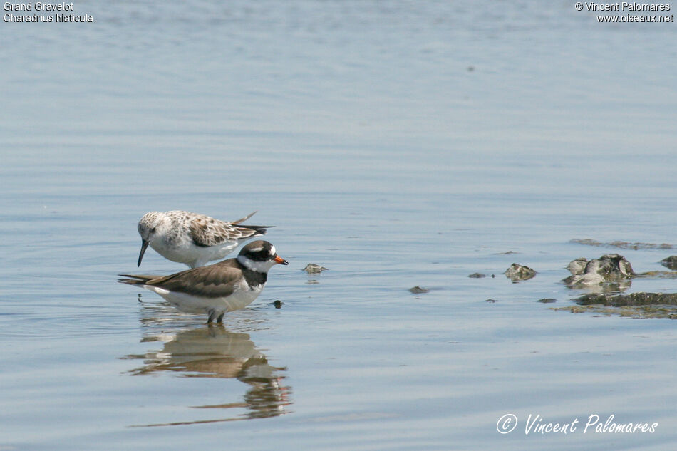 Common Ringed Plover