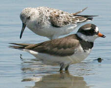 Common Ringed Plover