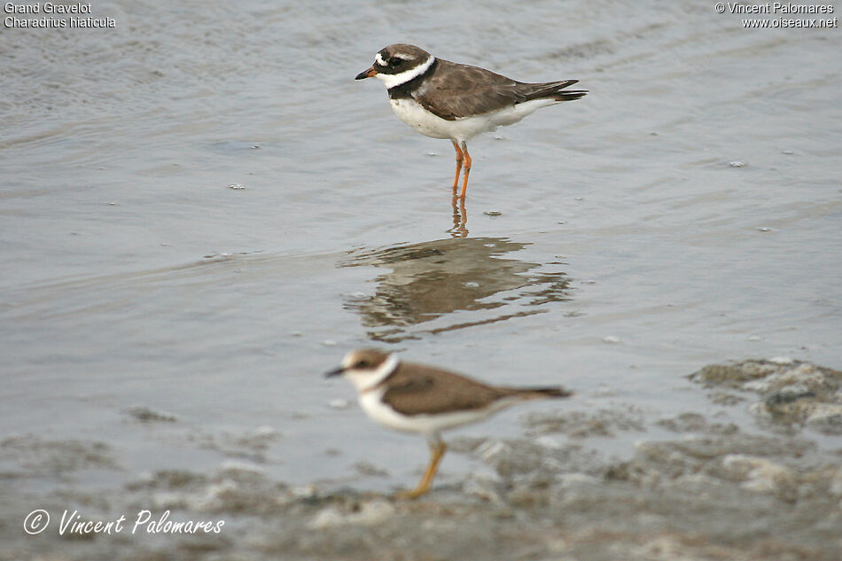 Common Ringed Ploveradult