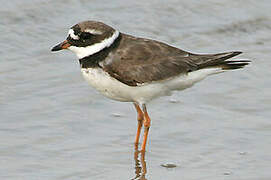 Common Ringed Plover