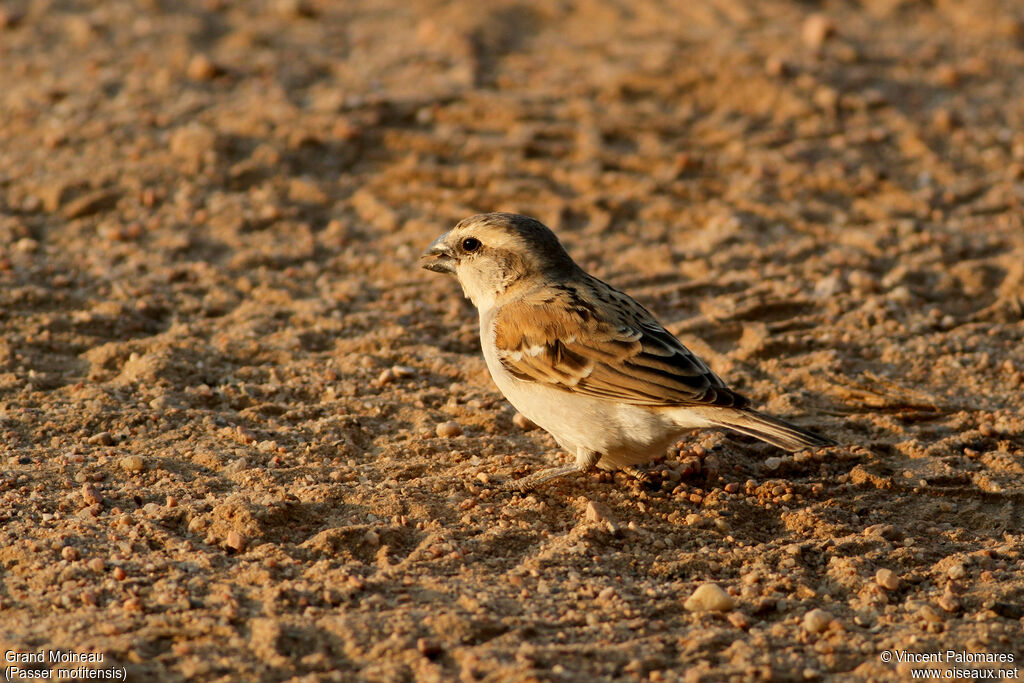 Great Sparrow female