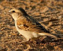 Great Sparrow