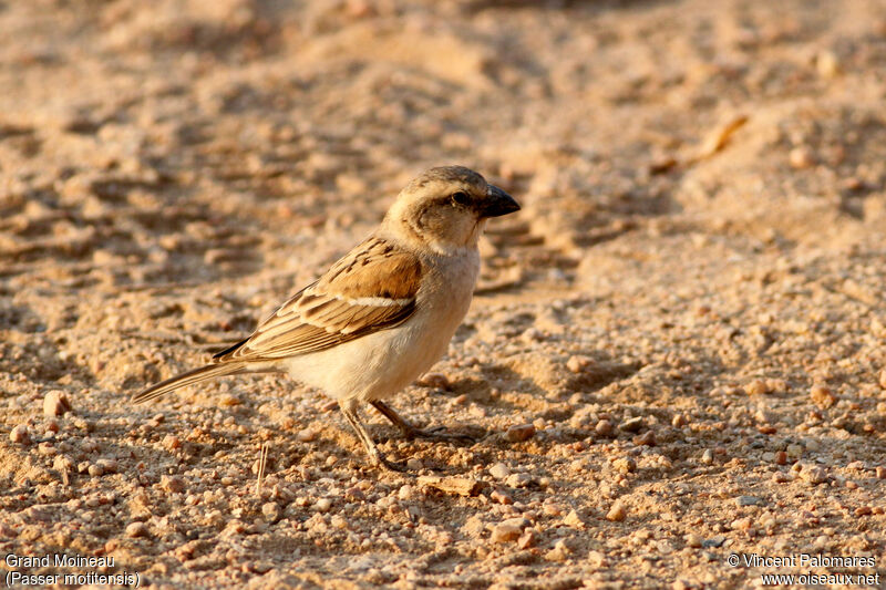 Great Sparrow female